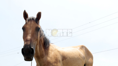 Cómo actuar al ver caballos atados al sol
