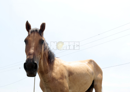 caballo.jpg