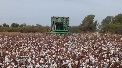 Comenzó la cosecha de algodón y los precios se mantienen estables