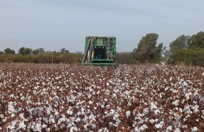 Comenzó la cosecha de algodón y los precios se mantienen estables