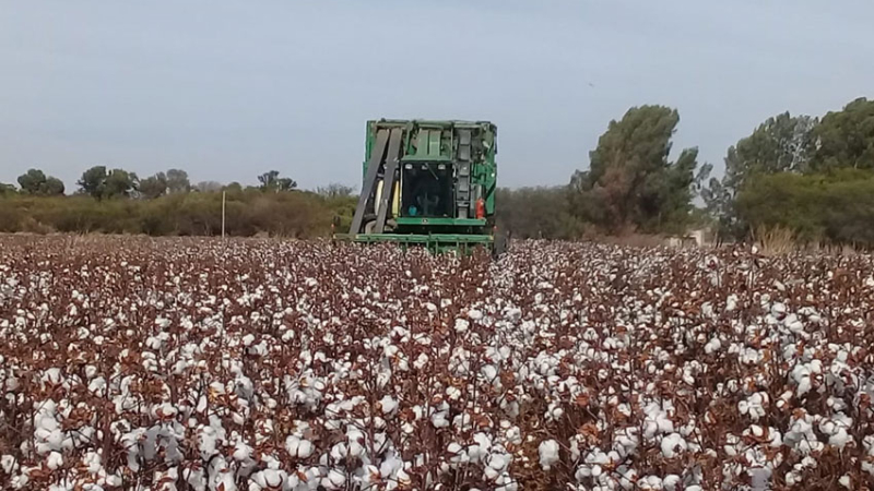 Comenzó la cosecha de algodón y los precios se mantienen estables