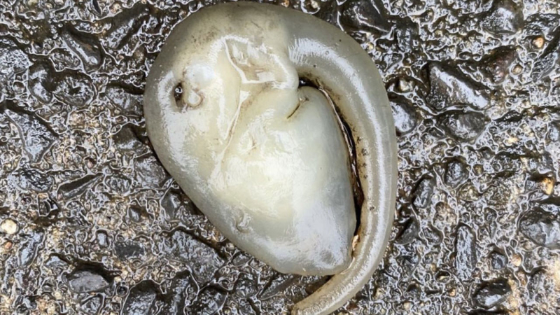 Australia: encuentran un extraño animal de apariencia "alienígena"