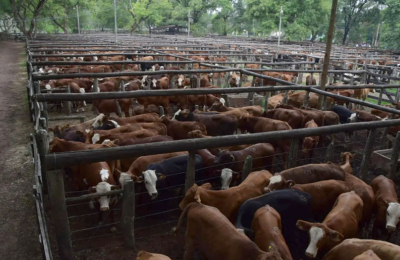 La segunda fábrica de terneros de la Argentina quiere recuperarse