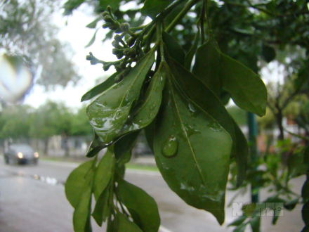 lluvia02.jpg