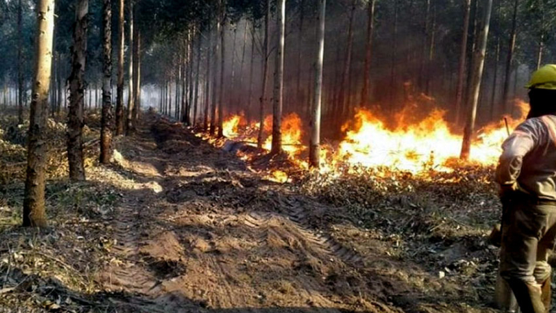 El gobierno de Corrientes apuesta fuerte a recuperar el sector forestal