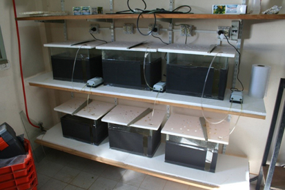 pacues estudio.JPG