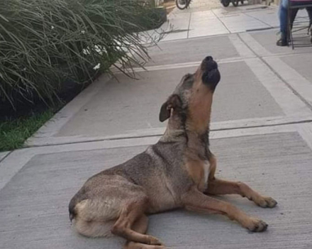 Perrita-extraviada1-pdf.jpg