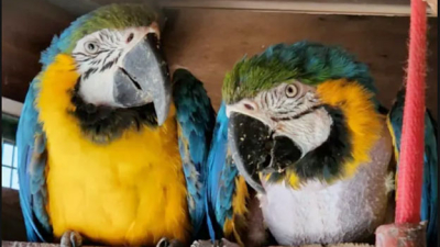 Rescataron 24 aves expuestas al frío en un criadero ilegal