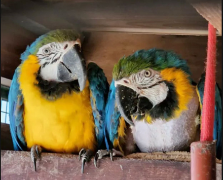 aves.jpg