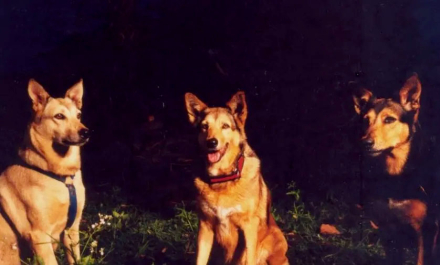 perros02.jpg