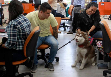 perro-trabajo.jpg
