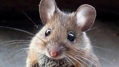 Chubut: murió una niña de 8 años por hantavirus