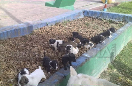 cachorros.jpg