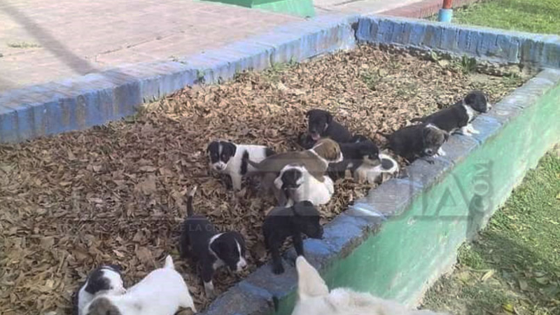 Clorinda: tiraron doce perritos en una plaza