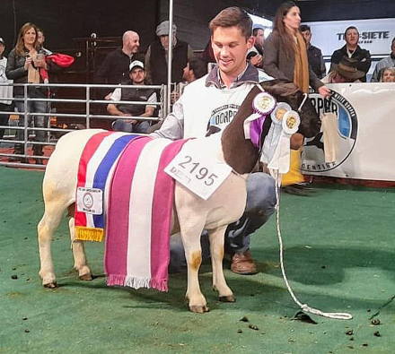 Reserva Gran Campeona hembra Dorper.jpg