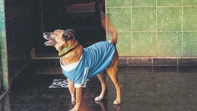 Murió el perro que tuvo a una mujer como "mamá legal"