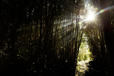 baño de bosque2.jpg