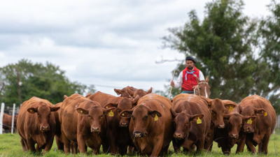 Todo listo en Caá Cupé para el gran remate Brahman, Brangus y Braford
