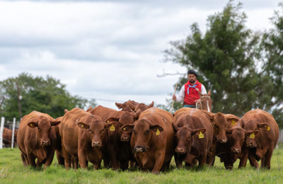 Todo listo en Caá Cupé para el gran remate Brahman, Brangus y Braford