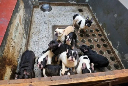 perros-villa-crespo.jpg