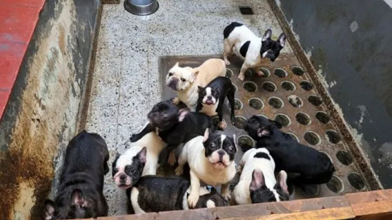 Rescataron a 26 perros de un criadero ilegal