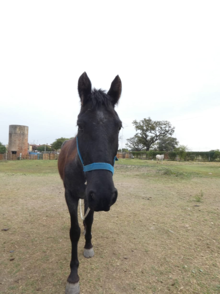 caballo rescatado 2.JPG