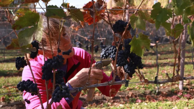 Los mejores paisajes y paradas para descubrir la ruta del vino
