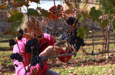 Los mejores paisajes y paradas para descubrir la ruta del vino