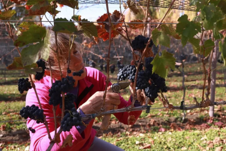 ruta-del-vino.jpg