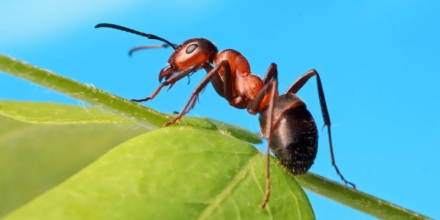 hormigas2.jpg