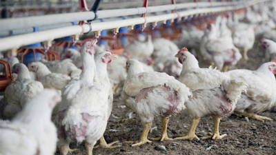 Pollos: Argentina superó el millón de toneladas en el primer semestre
