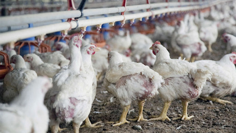 Pollos: Argentina superó el millón de toneladas en el primer semestre