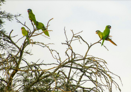 aves8.jpg