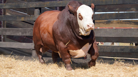 toro el remanso.jpg