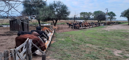 vacas-de-german-sanko2.jpg