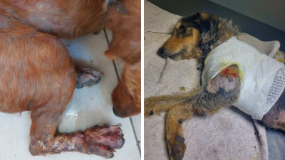 Campaña solidaria para cubrir la cirugía de dos perros rescatados