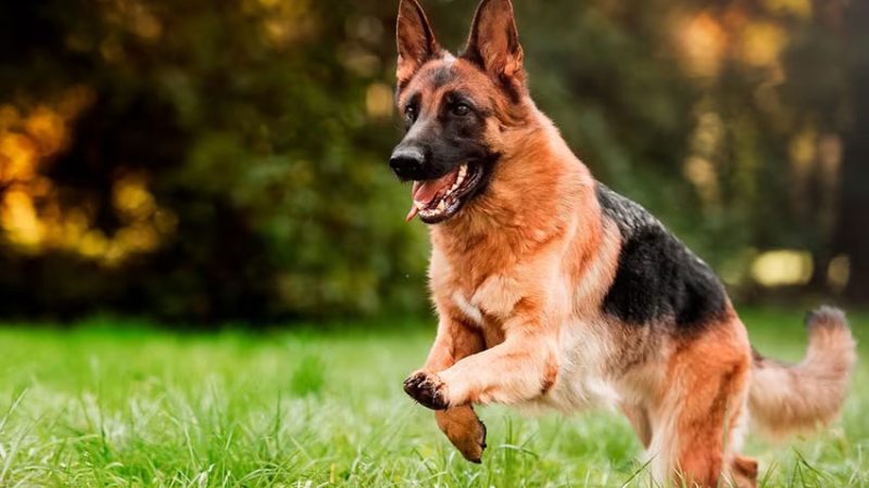 Capacitan sobre perros de protección