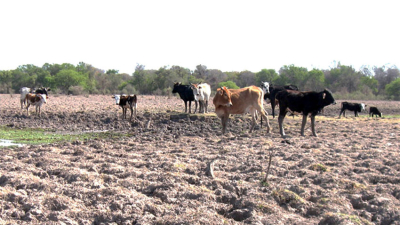 Calor y sequía: el campo está complicado en el Norte argentino