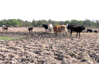 Calor y sequía: el campo está complicado en el Norte argentino