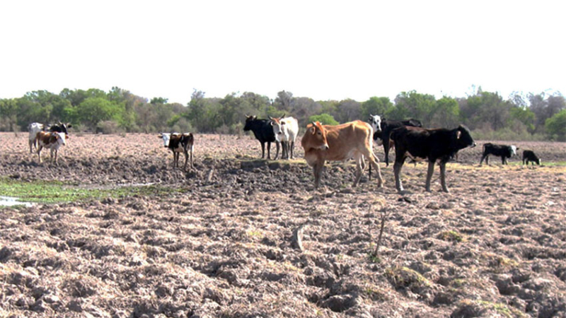 Calor y sequía: el campo está complicado en el Norte argentino