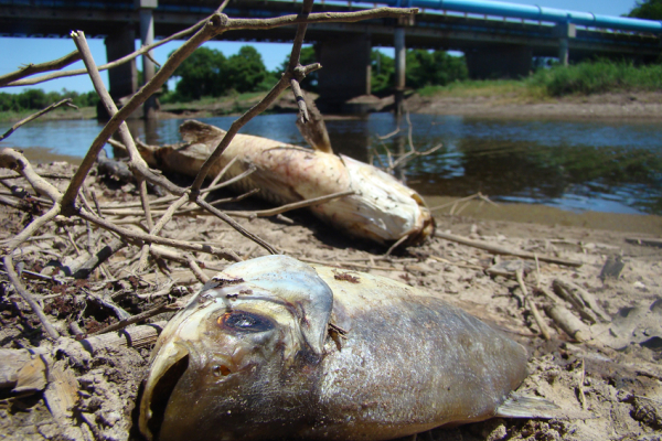 Mortandad de peces en el río Negro
