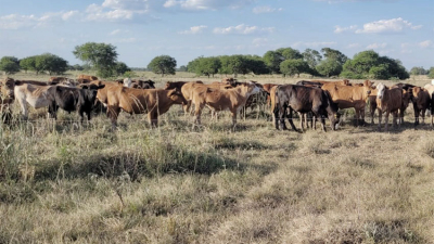 La sequía azota los campos del Chaco