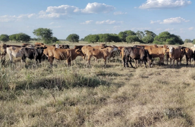 La sequía azota los campos del Chaco