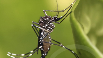 Se detectaron casos de dengue autóctono en la Argentina: recomendaciones y signos de alerta