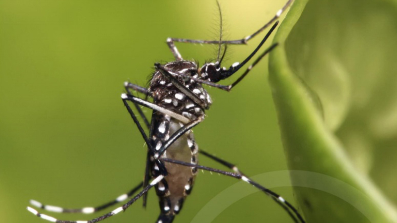 Se detectaron casos de dengue autóctono en la Argentina: recomendaciones y signos de alerta