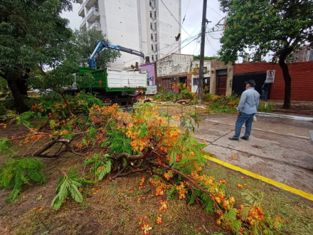arbol caido 2.jfif