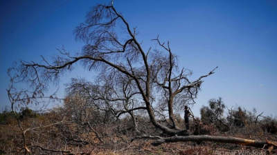 Según Greenpeace, en 2022 se desmontaron más de 36 mil hectáreas en el Chaco  