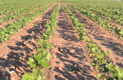 El clima bajó las expectativas en los cultivos en el Chaco