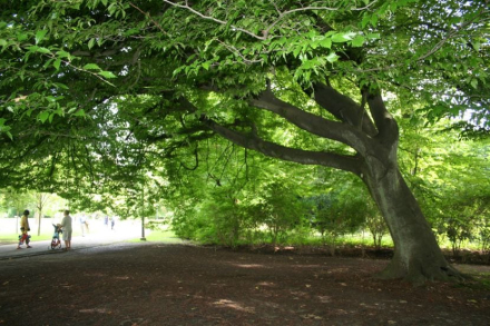 planta arbol.jpg