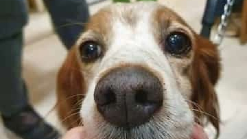 Solicitan ayuda para una perrita que sufre una brutal hernia